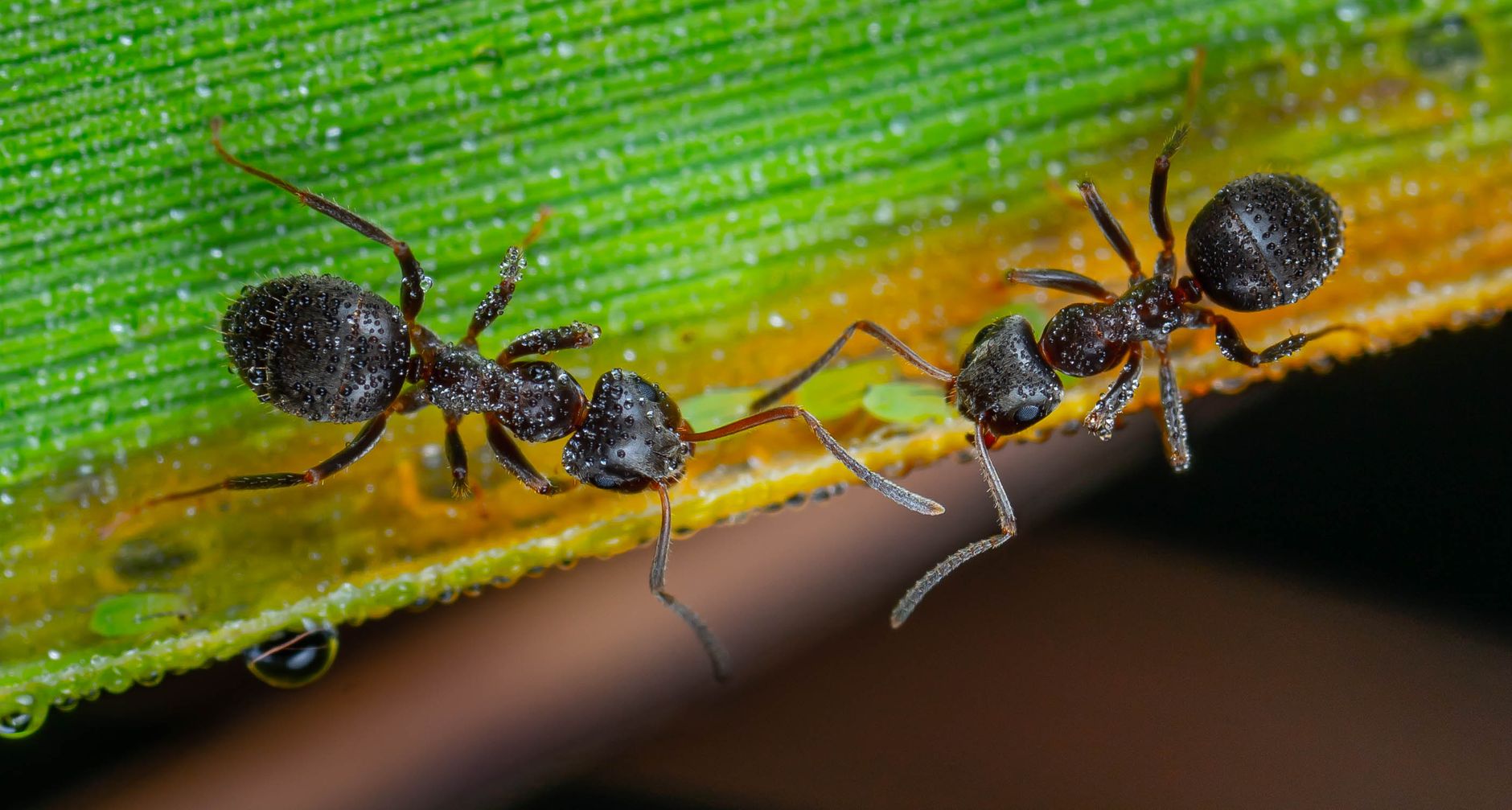 eco-friendly ant removal