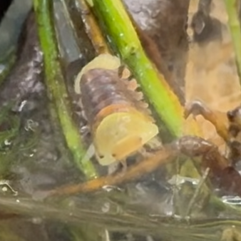 isopods as pets
